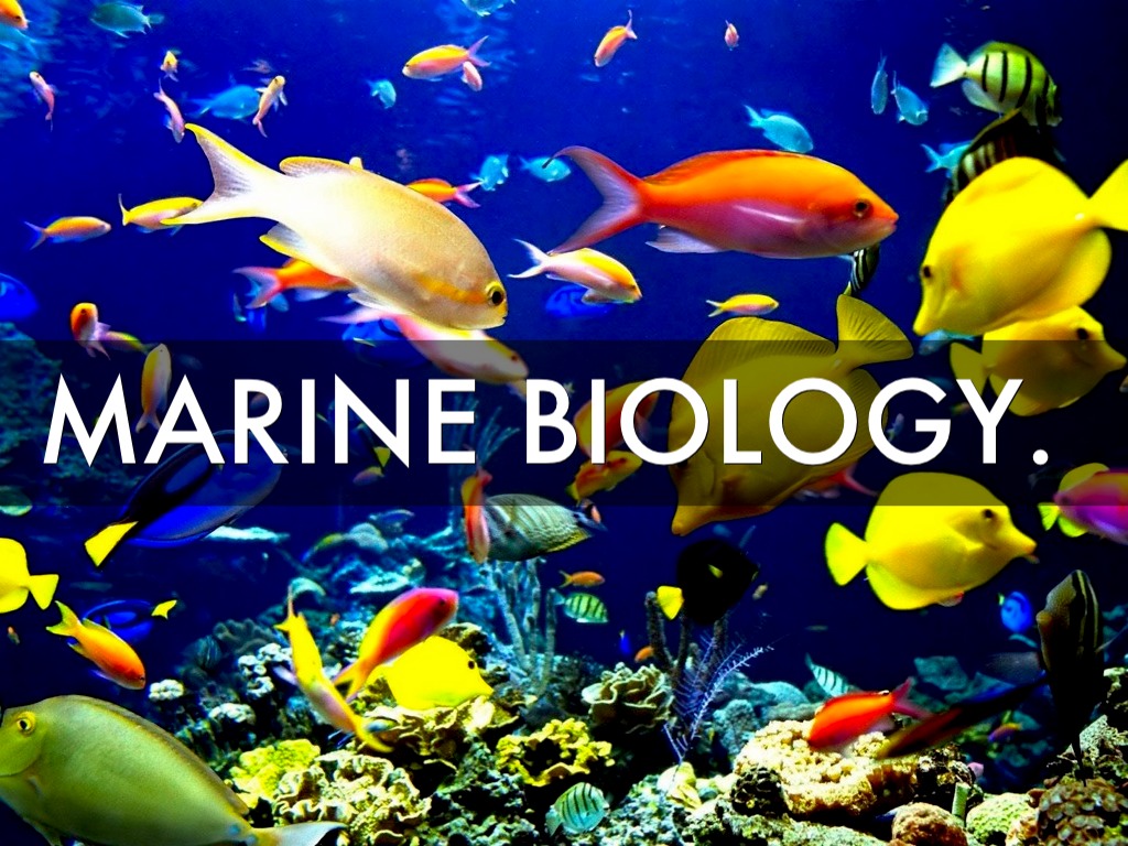 Requirements for Marine Biology in Unilag